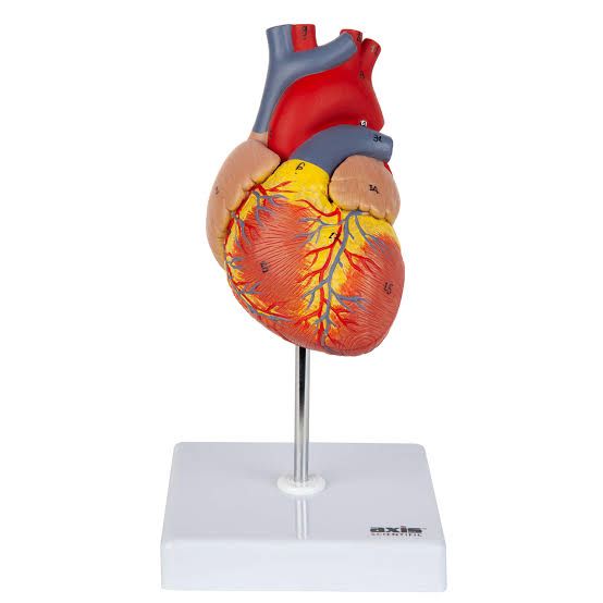 857d7348-83c3-4919-9e08-0bd0515c554f Heart model (Life Size) - Image 1
