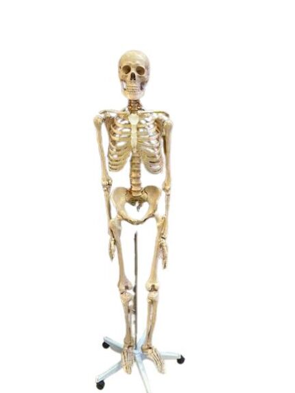 SKELETON 180 CM ( big size)