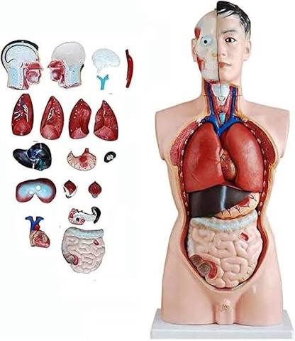 Torso 85 cm 19 parts High quality