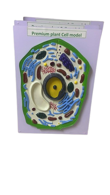IMG_7613 Plant cell model ( big size ) - Image 1