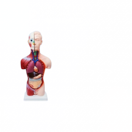 Human body 13 parts High quality