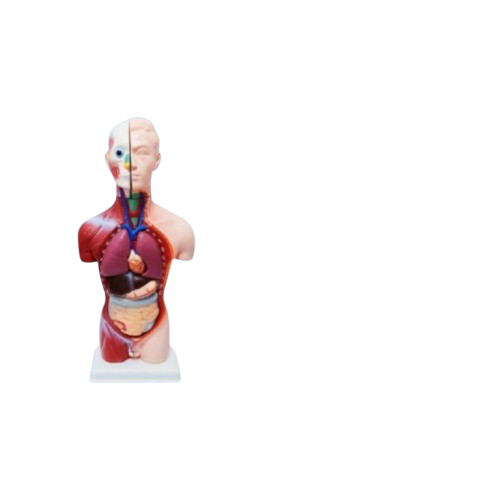 IMG_7618 Human body 13 parts High quality - Image 1