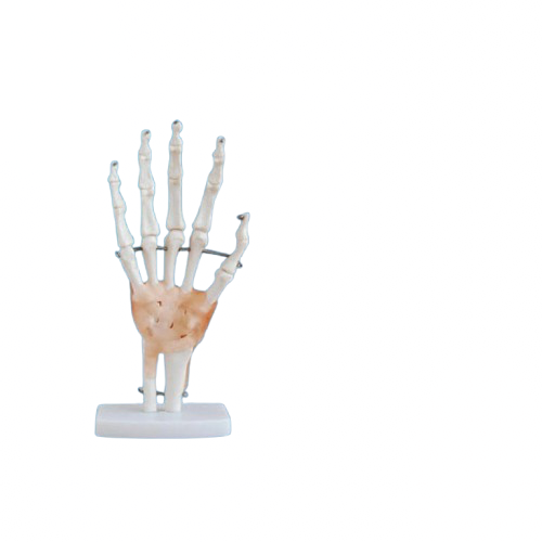 IMG_7619 Arm model - Image 1