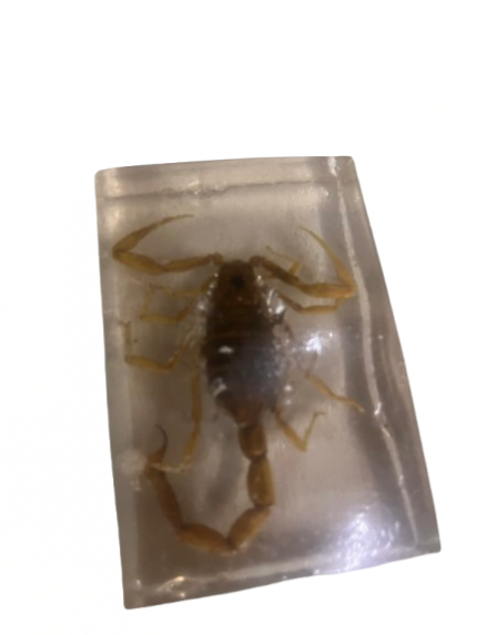 Scorpion preserved in Acrylic