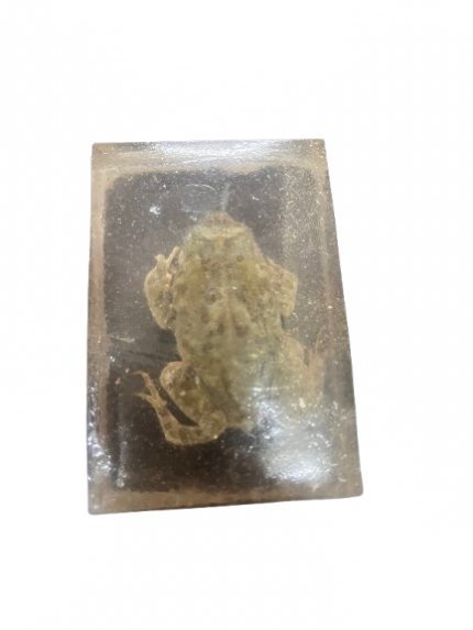 Frog preserved in Acrylic