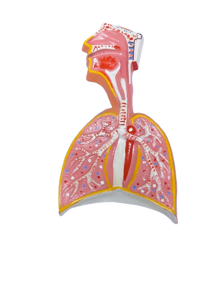 IMG_7649 Respiratory system model high quality - Image 1