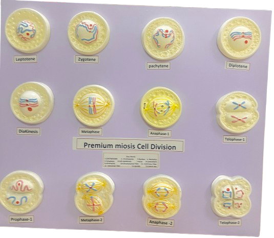 IMG_7650 Premium miosis cell Devision - Image 1