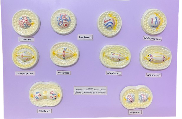IMG_7651 Premium mitosis cell Devision - Image 1
