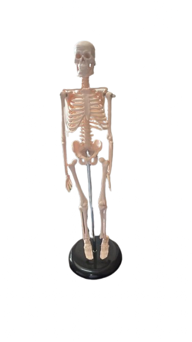 Skeleton 45 with holder and stand
