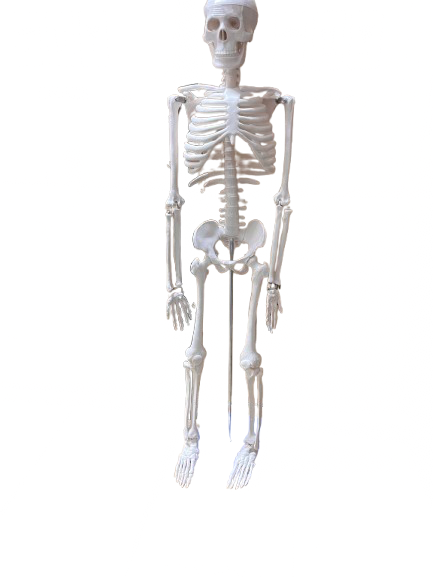 IMG_7653 Skeleton 85 cm - with holder and stand - Image 1