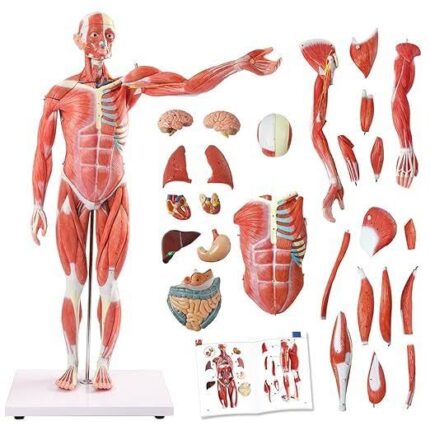 Muscle model 85 cm