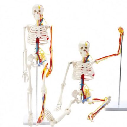 Skeleton 85 cm with Heart , veins