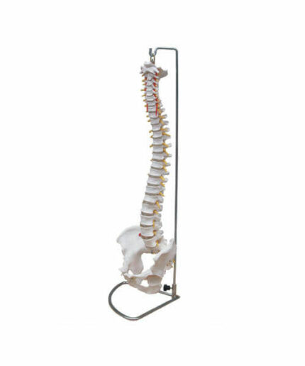 Spine model with pelvis