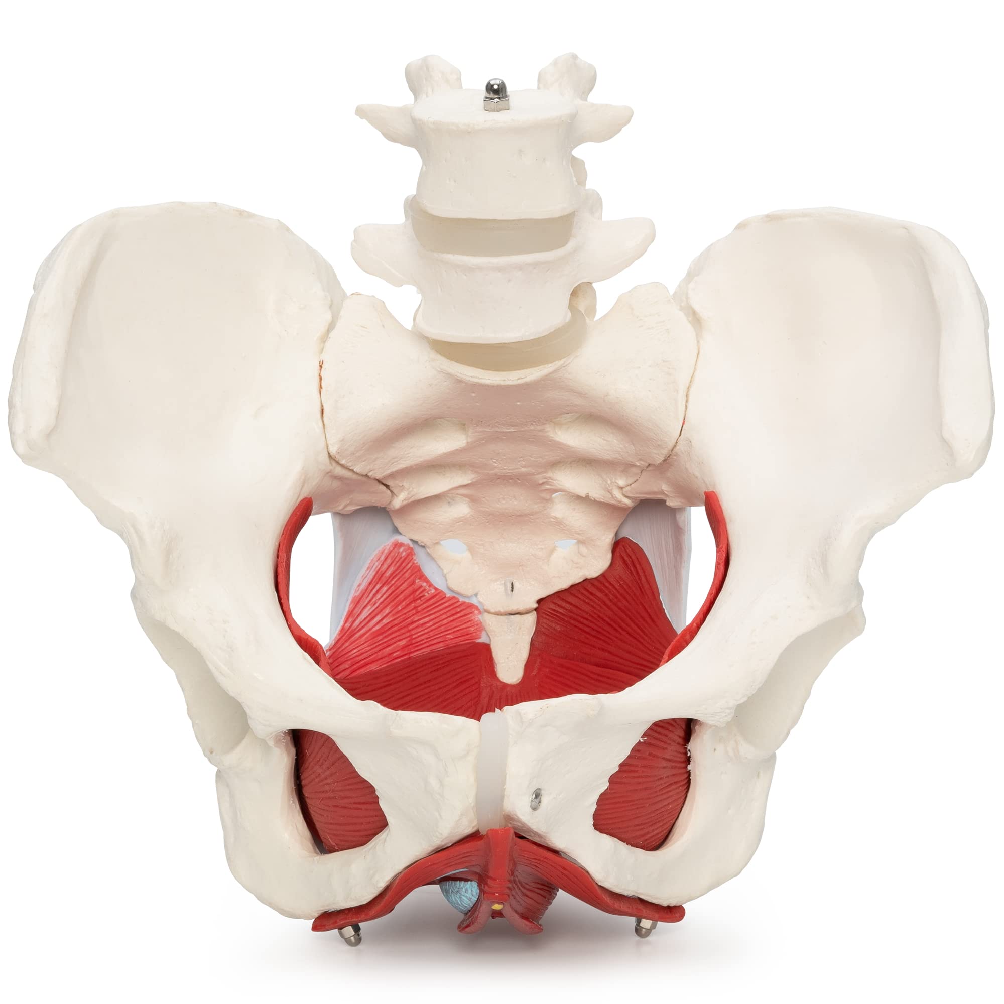 IMG_7872 Female pelvic model - Image 1