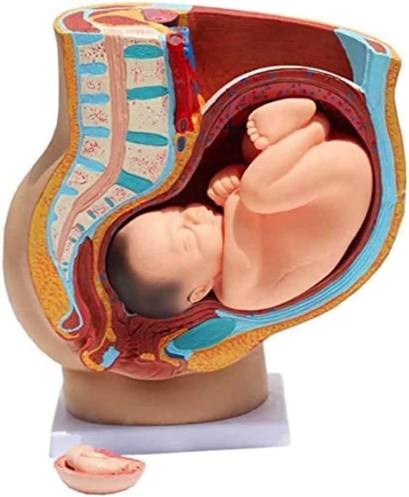 IMG_7956 HUMAN PREGNANT UTERUS LIFE SIZE - Image 1