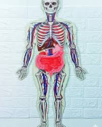 IMG_7993 Structure of Human body - Image 1