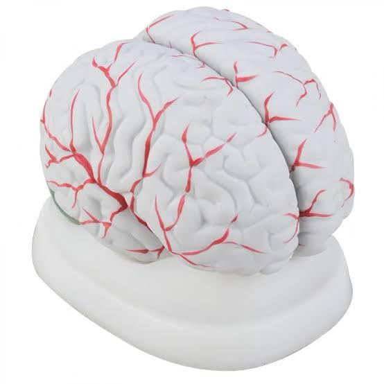 dd84aa12-1f06-4cb4-8389-04d19a7f4244 (2) brain model - Image 1